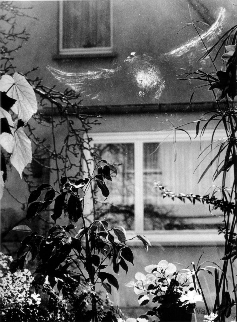 Weiße Taube im Fenster